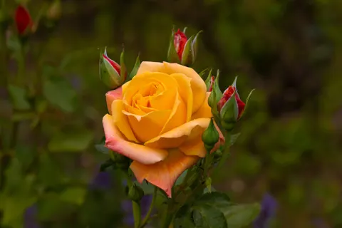 Rose Garden 4K Wallpaper · flowers · 3840×2560
