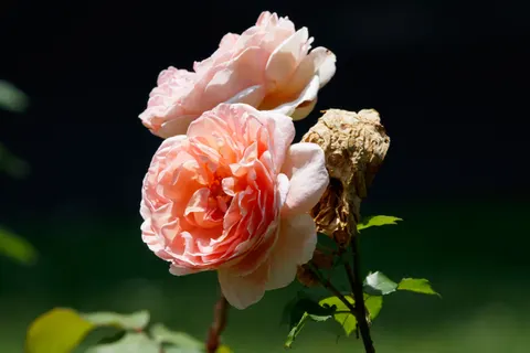 Rose Garden 4K Wallpaper · flowers · 3840×2560