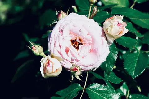 Rose Garden 4K Wallpaper · flowers · 3840×2560