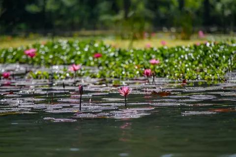 Water Lily 4K Wallpaper · flowers · 3840×2555