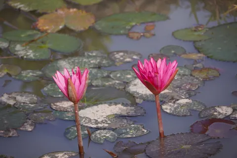 Water Lily 4K Wallpaper · flowers · 3840×2560