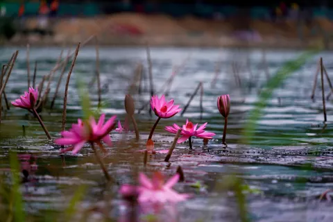Water Lily 4K Wallpaper · flowers · 3840×2560