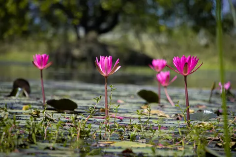 Water Lily 4K Wallpaper · flowers · 3840×2560