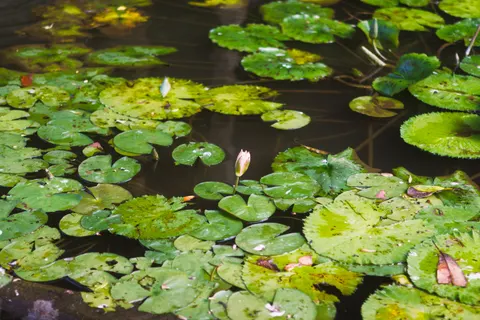 Water Lily 4K Wallpaper · flowers · 3840×2560