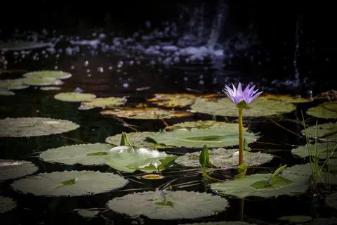 Water Lily 4K Wallpaper · flowers · 3840×2561