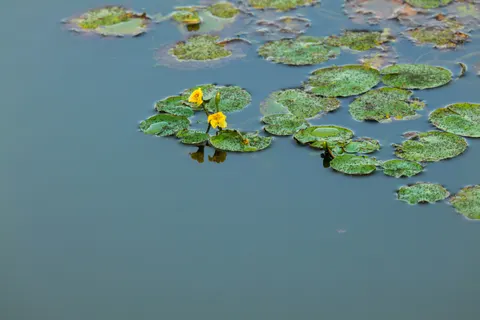 Water Lily 4K Wallpaper · flowers · 3840×2562