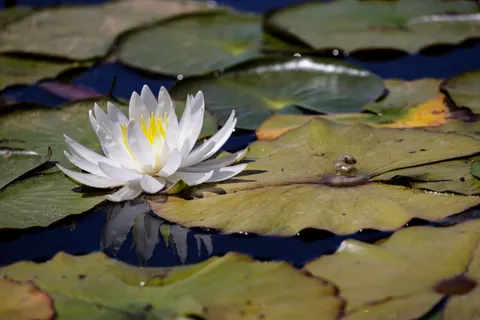 Water Lily 4K Wallpaper · flowers · 3840×2561