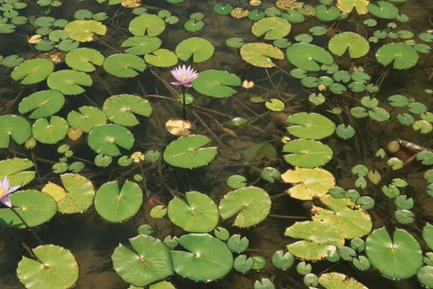 Water Lily 4K Wallpaper · flowers · 3840×2560