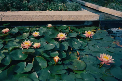 Water Lily 4K Wallpaper · flowers · 3840×2560