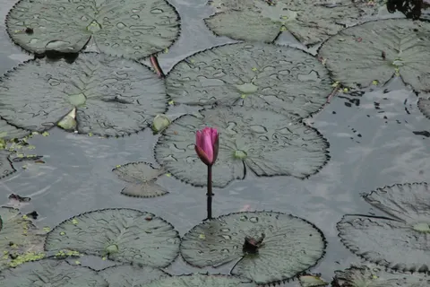 Water Lily 4K Wallpaper · flowers · 3840×2560
