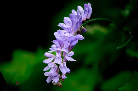 Wisteria 4K Wallpaper · flowers · 3840×2539