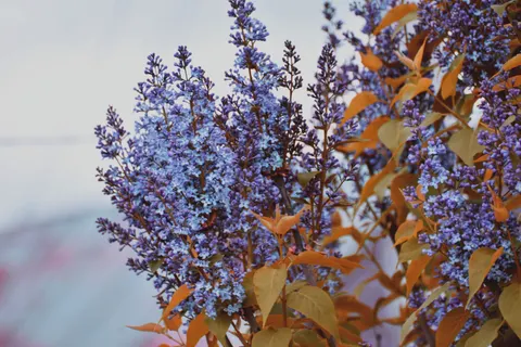 Wisteria 4K Wallpaper · flowers · 3840×2560