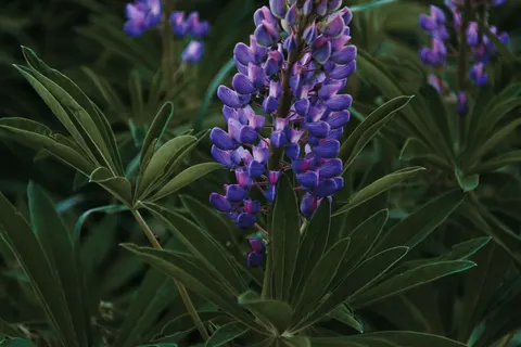 Wisteria 4K Wallpaper · flowers · 3840×2560