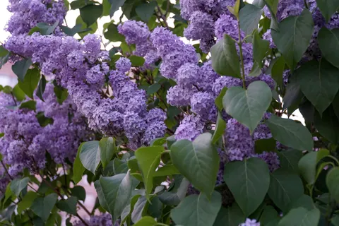 Wisteria 4K Wallpaper · flowers · 3840×2560