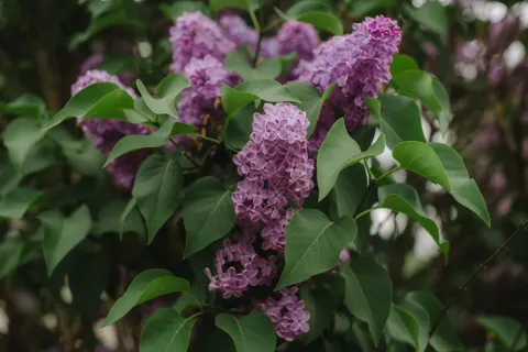 Wisteria 4K Wallpaper · flowers · 3840×2563