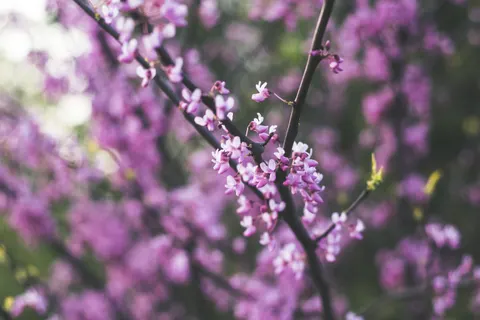Wisteria 4K Wallpaper · flowers · 3840×2560