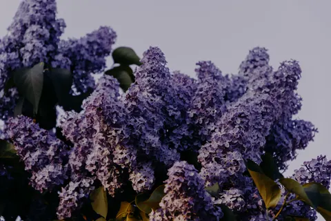 Wisteria 4K Wallpaper · flowers · 3840×2560