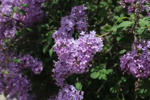 Wisteria 4K Wallpaper · flowers · 3840×2560