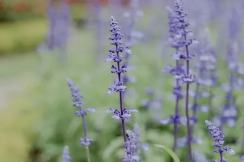 Wisteria 4K Wallpaper · flowers · 3840×2560