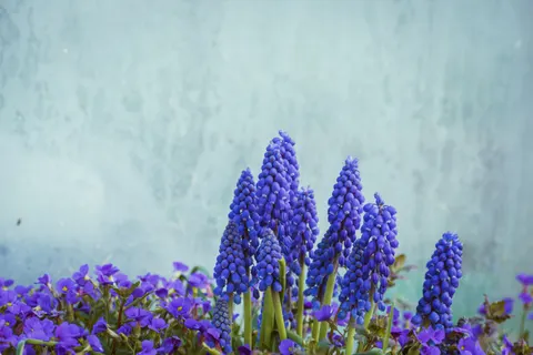 Wisteria 4K Wallpaper · flowers · 3840×2560