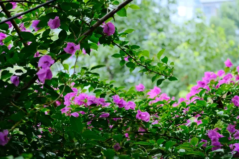 Wisteria 4K Wallpaper · flowers · 3840×2560