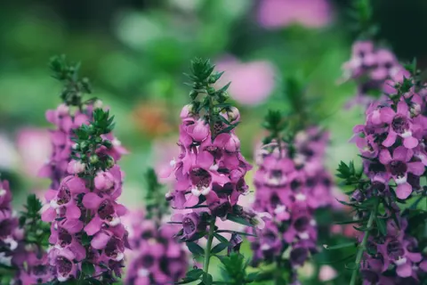 Wisteria 4K Wallpaper · flowers · 3840×2560