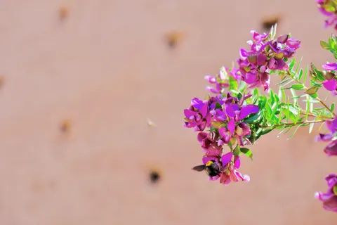 Wisteria 4K Wallpaper · flowers · 3840×2560