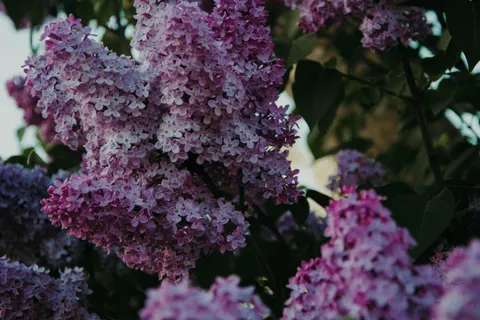 Wisteria 4K Wallpaper · flowers · 3840×2560
