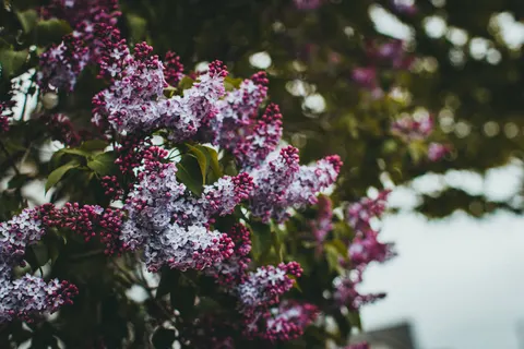 Wisteria 4K Wallpaper · flowers · 3840×2560
