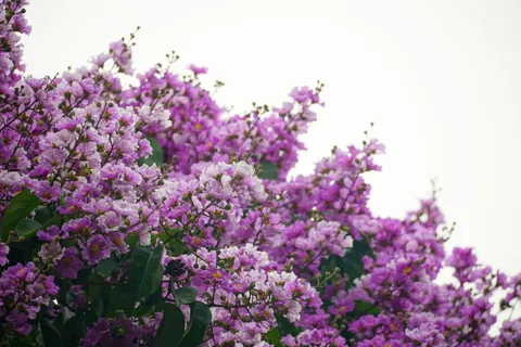 Wisteria 4K Wallpaper · flowers · 3840×2560