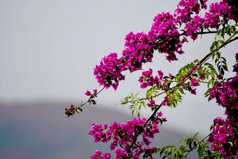 Wisteria 4K Wallpaper · flowers · 3840×2560