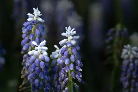 Wisteria 4K Wallpaper · flowers · 3840×2555