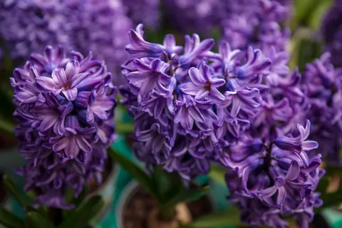 Wisteria 4K Wallpaper · flowers · 3840×2560