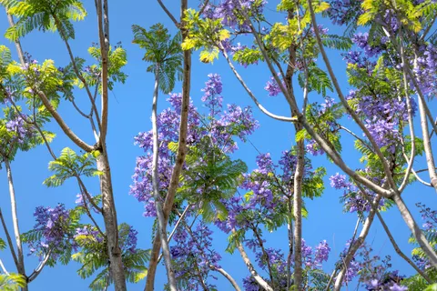 Wisteria 4K Wallpaper · flowers · 3840×2561