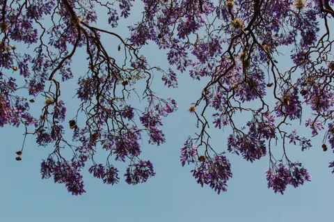 Wisteria 4K Wallpaper · flowers · 3840×2553