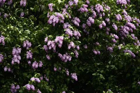 Wisteria 4K Wallpaper · flowers · 3840×2560