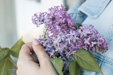 Wisteria 4K Wallpaper · flowers · 3840×2560
