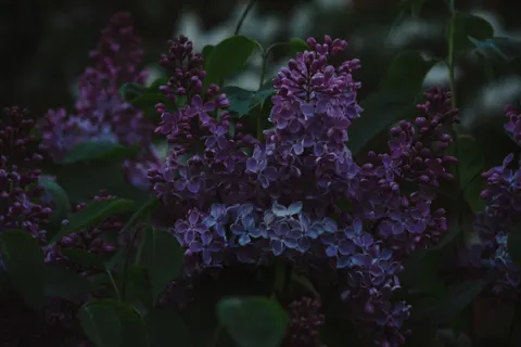 Wisteria 4K Wallpaper · flowers · 3840×2560