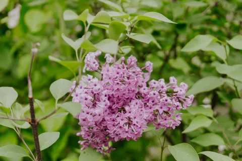 Wisteria 4K Wallpaper · flowers · 3840×2560