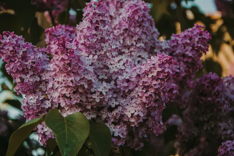 Wisteria 4K Wallpaper · flowers · 3840×2560