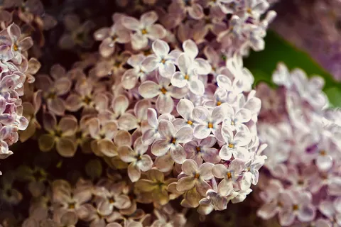 Wisteria 4K Wallpaper · flowers · 3840×2560