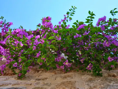 Wisteria 4K Wallpaper · flowers · 3840×2880