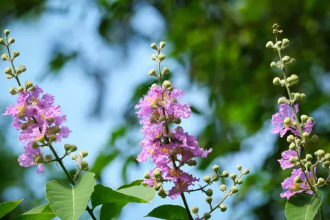 Wisteria 4K Wallpaper · flowers · 3840×2560