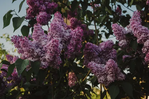 Wisteria 4K Wallpaper · flowers · 3840×2560