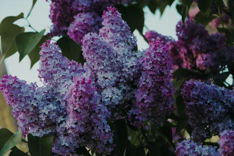 Wisteria 4K Wallpaper · flowers · 3840×2560