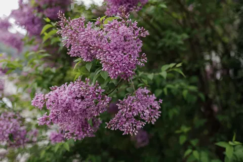 Wisteria 4K Wallpaper · flowers · 3840×2560
