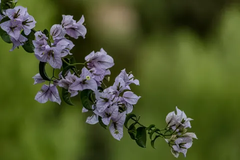 Wisteria 4K Wallpaper · flowers · 3840×2553