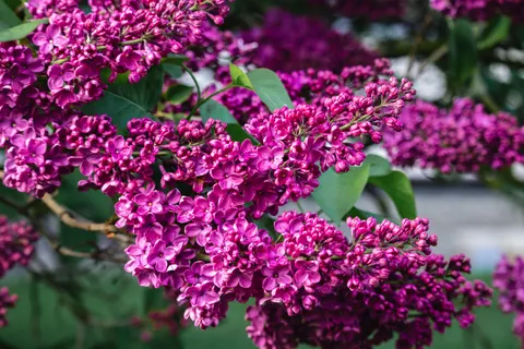 Wisteria 4K Wallpaper · flowers · 3840×2560