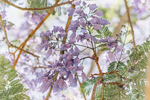 Wisteria 4K Wallpaper · flowers · 3840×2560