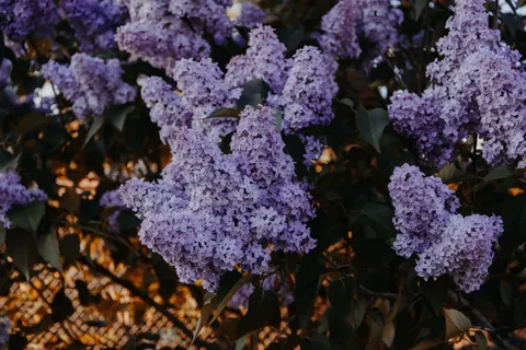 Wisteria 4K Wallpaper · flowers · 3840×2560